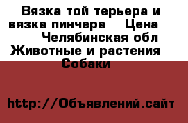 Вязка той терьера и вязка пинчера  › Цена ­ 500 - Челябинская обл. Животные и растения » Собаки   